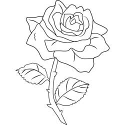 Dessin à colorier: Roses (Nature) #161971 - Coloriages à imprimer