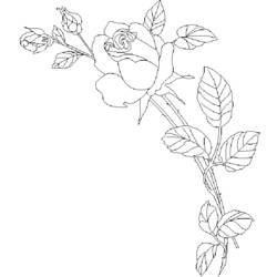 Dessin à colorier: Roses (Nature) #161974 - Coloriages à Imprimer Gratuits