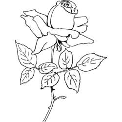 Dessin à colorier: Roses (Nature) #161981 - Coloriages à Imprimer Gratuits