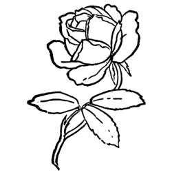 Dessin à colorier: Roses (Nature) #161989 - Coloriages à Imprimer Gratuits