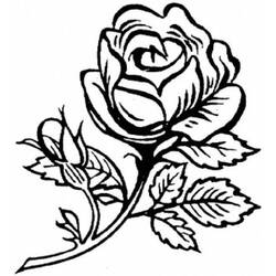 Dessin à colorier: Roses (Nature) #162020 - Coloriages à Imprimer Gratuits