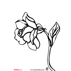 Dessin à colorier: Roses (Nature) #162026 - Coloriages à Imprimer Gratuits