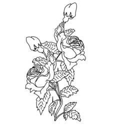 Dessin à colorier: Roses (Nature) #162066 - Coloriages à Imprimer Gratuits