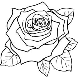 Dessin à colorier: Roses (Nature) #162072 - Coloriages à imprimer