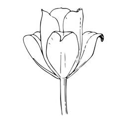 Dessin à colorier: Tulipe (Nature) #161657 - Coloriages à Imprimer Gratuits
