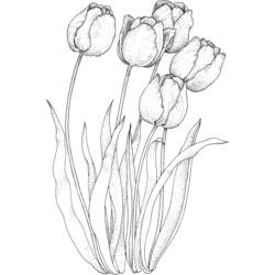 Dessin à colorier: Tulipe (Nature) #161658 - Coloriages à Imprimer Gratuits