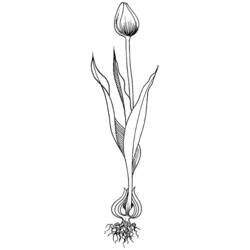 Dessin à colorier: Tulipe (Nature) #161740 - Coloriages à Imprimer Gratuits