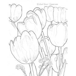 Dessin à colorier: Tulipe (Nature) #161750 - Coloriages à Imprimer Gratuits