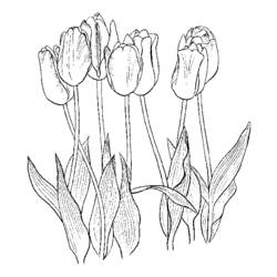 Dessin à colorier: Tulipe (Nature) #161776 - Coloriages à Imprimer Gratuits