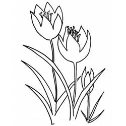 Dessin à colorier: Tulipe (Nature) #161785 - Coloriages à Imprimer Gratuits