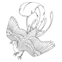 Dessin à colorier: Phoenix (Personnages fantastiques et d'aventure) #192252 - Coloriages à Imprimer Gratuits