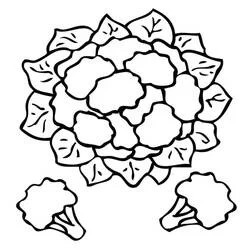 Chou fleur - Coloriages gratuits à imprimer