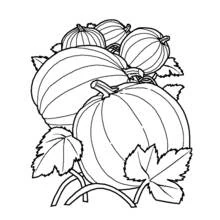 Coloriage gratuit Citrouille (Alimentation et Nutrition) #166946 à colorier aux crayons Coloriage gratuit Citrouille (Alimentation et Nutrition) #166946 à colorier aux crayons