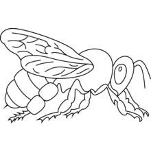 Coloriage Abeille vue de profil en gros plan
