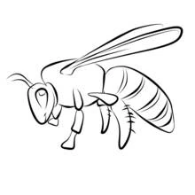 Coloriage Abeille de profil avec de grandes ailes