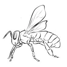 Coloriage Abeille vue de profil en gros plan