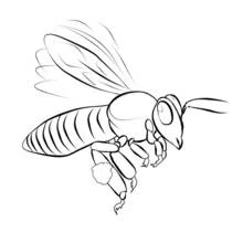 Coloriage Abeille vue de profil en plein vol