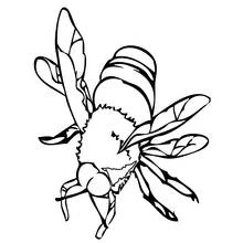 Coloriage Abeille vue de dessus avec les ailes déployées