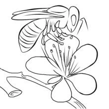 Coloriage Abeille butinant une fleur