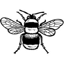 Coloriage Abeille vue de face avec ailes déployées