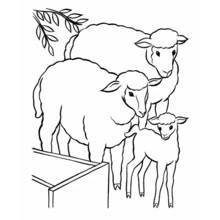 Coloriage Agneau avec sa famille près d'une barrière en bois
