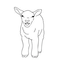 Coloriage Agneau debout regardant devant lui