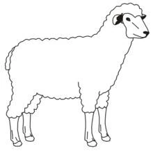 Coloriage Agneau debout de profil
