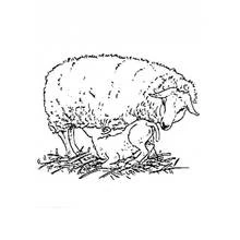Coloriage Agneau tétant sous sa mère brebis