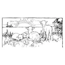 Coloriage Agneau regardant le lever du soleil dans un pré