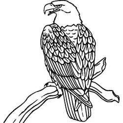 Coloriage Aigle perché sur une branche
