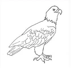 Coloriage Aigle debout au bec crochu