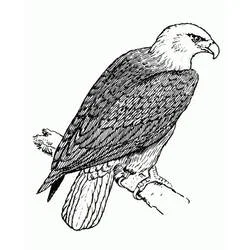 Coloriage Aigle perché sur une branche