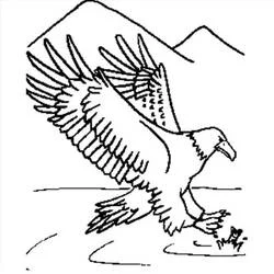 Coloriage Aigle attrapant un poisson