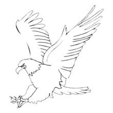 Coloriage Aigle plongeant avec les ailes déployées