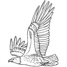Coloriage Aigle en plein vol avec les ailes déployées