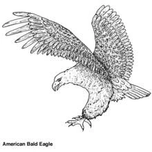 Coloriage Aigle plongeant en piqué avec les serres tendues