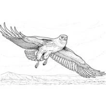 Coloriage Aigle volant au-dessus des montagnes