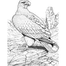 Coloriage Aigle perché sur une falaise rocheuse