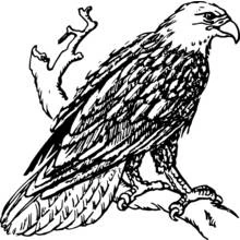 Coloriage Aigle perché sur une branche