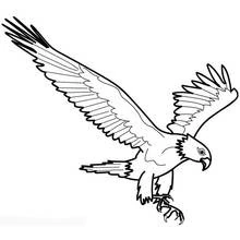 Coloriage Aigle en piqué ailes déployées