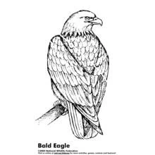 Coloriage Aigle perché sur une branche