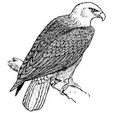 Coloriage Aigle perché sur une branche