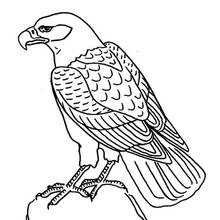 Coloriage Aigle perché sur un rocher