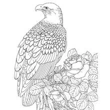 Coloriage Aigle perché parmi les roses