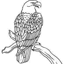 Coloriage Aigle perché sur une branche