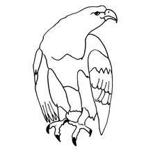 Coloriage Aigle debout ailes repliées
