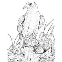Coloriage Aigle perché sur une souche avec un escargot