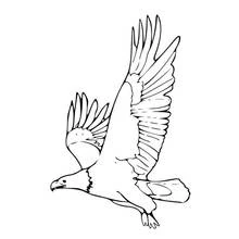 Coloriage Aigle en plein vol, ailes déployées