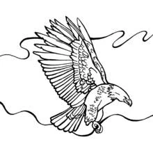 Coloriage Aigle en plein vol, ailes déployées