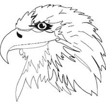 Coloriage Aigle vu en gros plan de profil